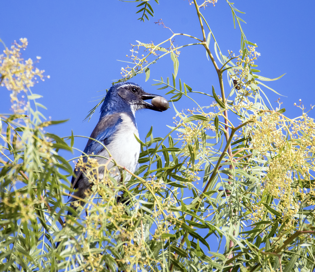 カリフォルニアカケス - ML646775632