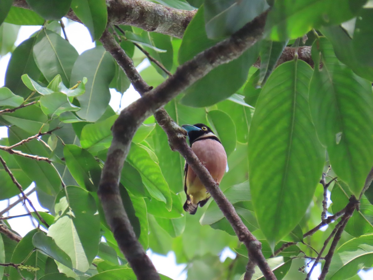 クビワヒロハシ - ML646775634