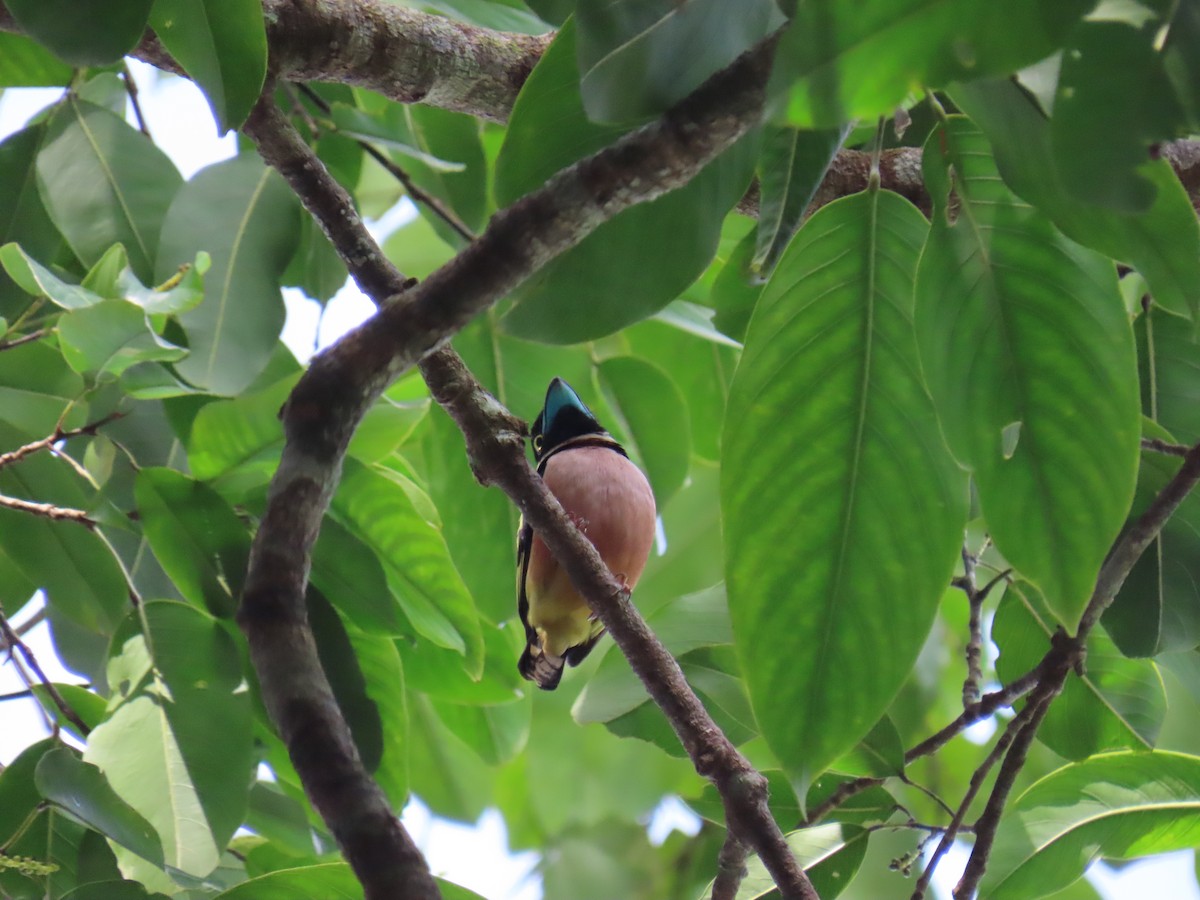 クビワヒロハシ - ML646775635