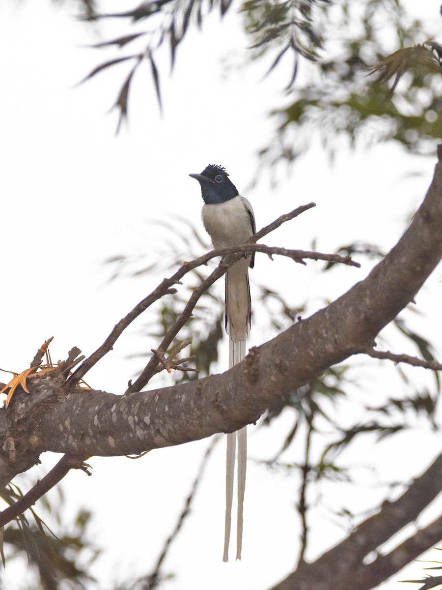 カワリサンコウチョウ - ML646775636