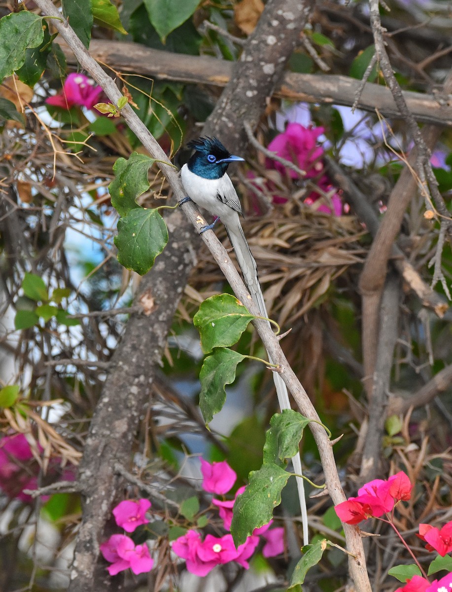 カワリサンコウチョウ - ML646775637