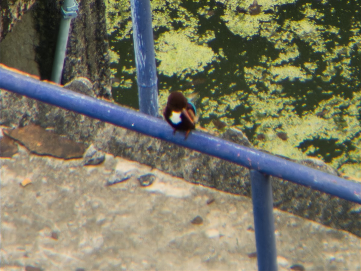 アオショウビン - ML646775638