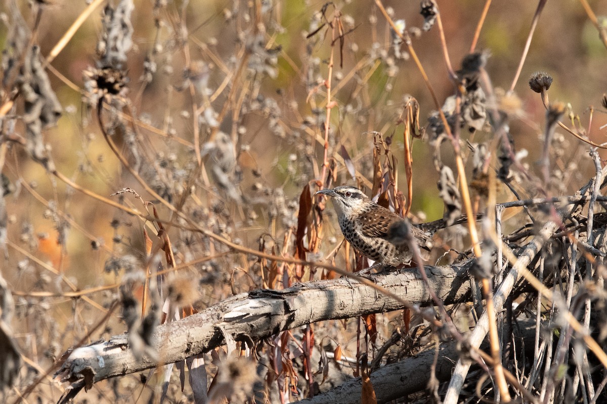 ホシサボテンミソサザイ - ML646775639