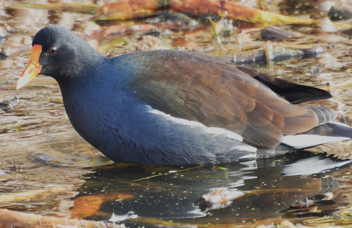 アメリカバン - ML646775640