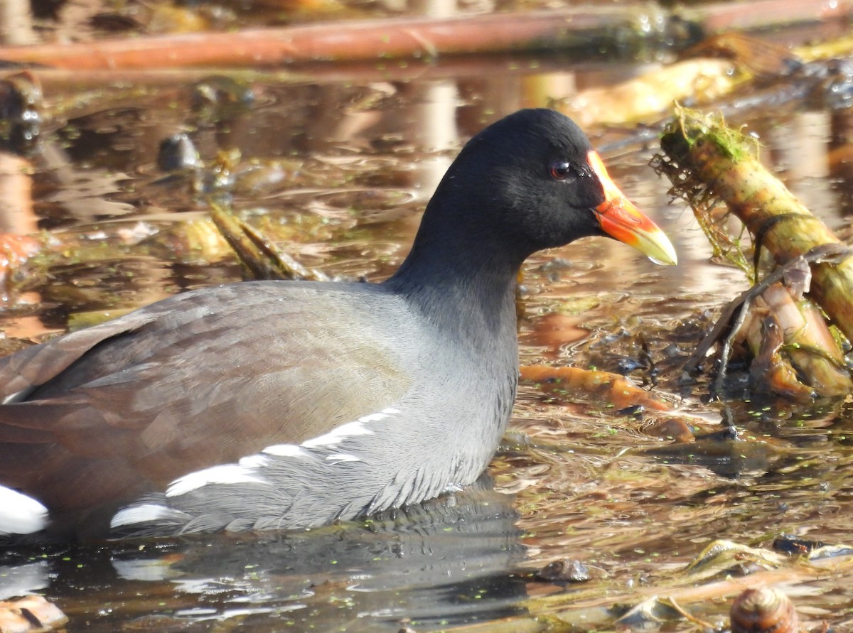 slípka americká - ML646775645