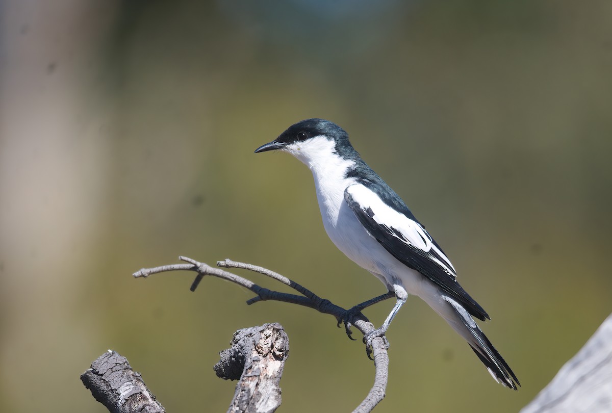 Échenilleur tricolore - ML646775649