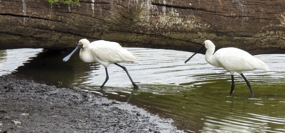 Spatule royale - ML646775650