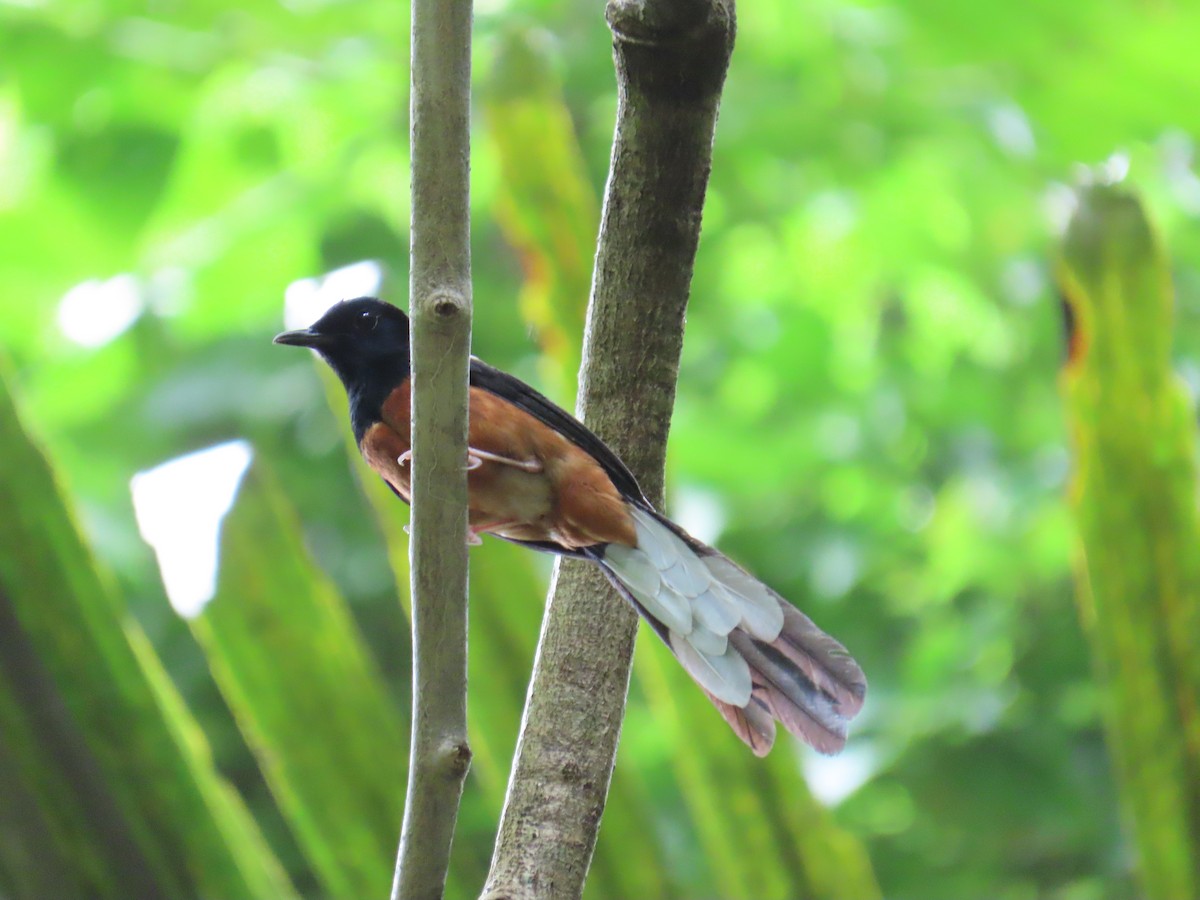 arieshama - ML646775651