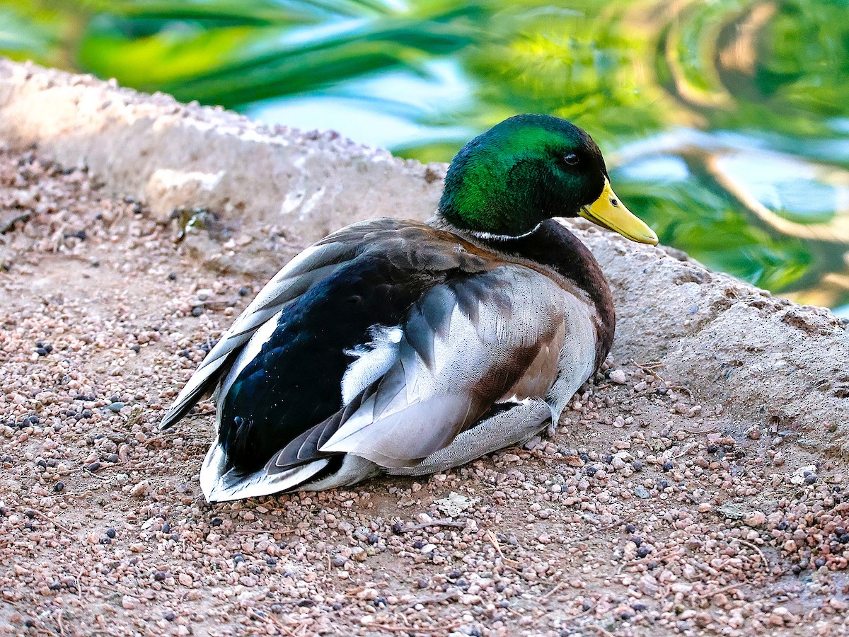 Stockente - ML646775652