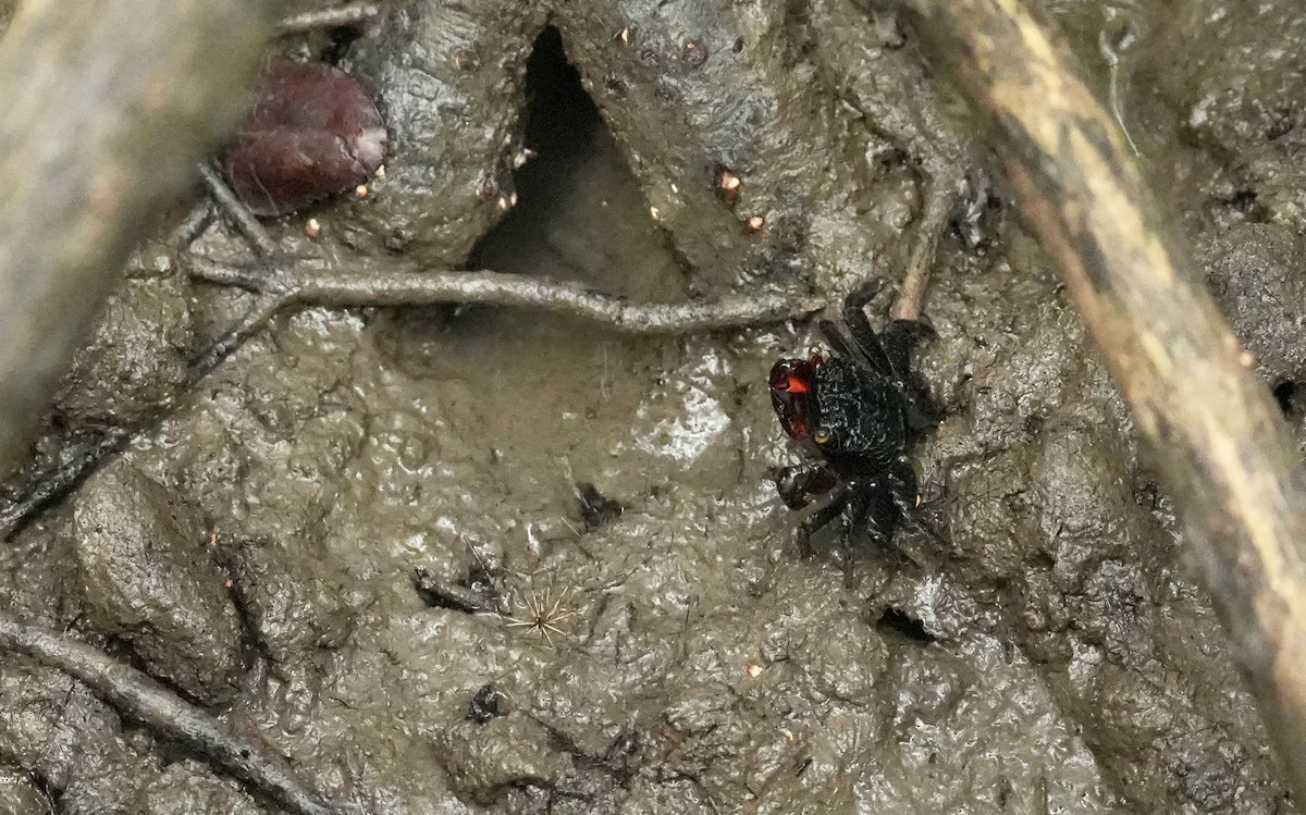 Animals - ML646775654