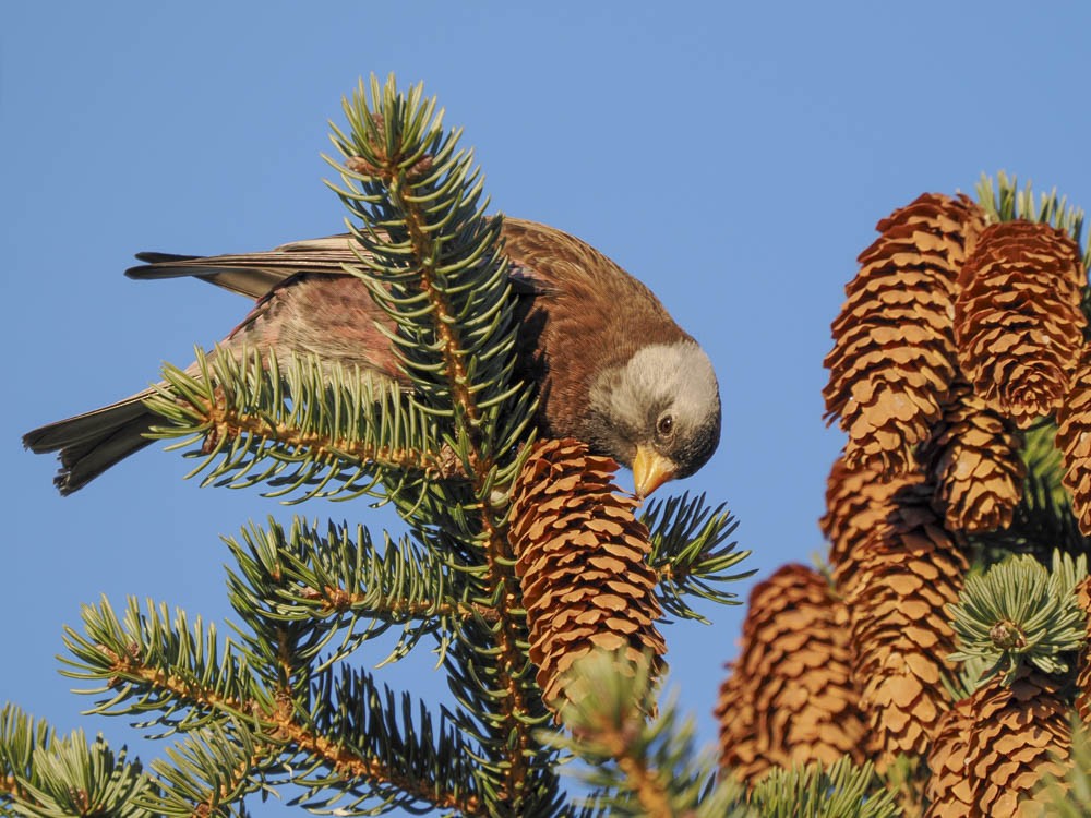 Gray-crowned Rosy-Finch - ML646775655