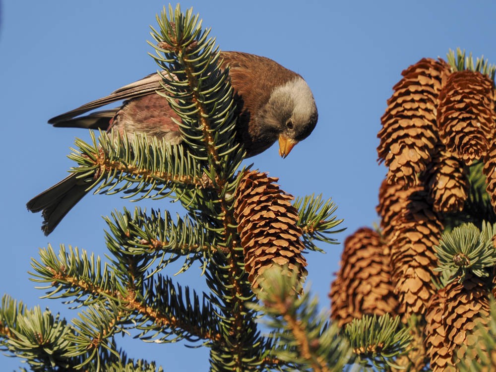 Gray-crowned Rosy-Finch - ML646775656