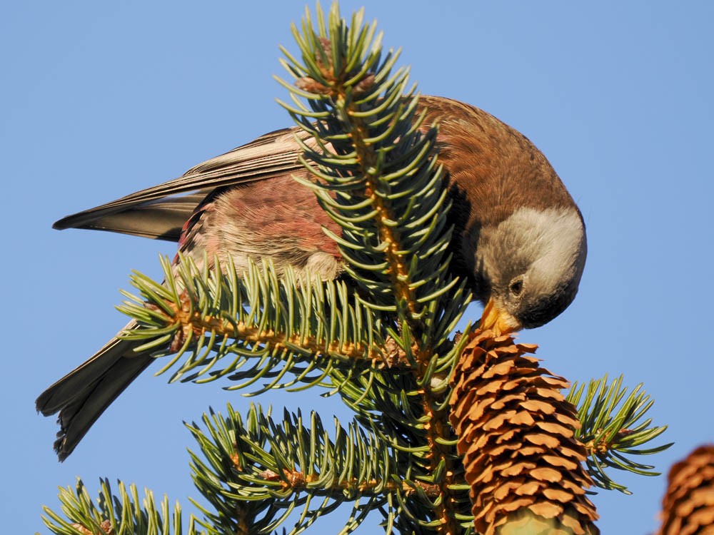 Gray-crowned Rosy-Finch - ML646775657