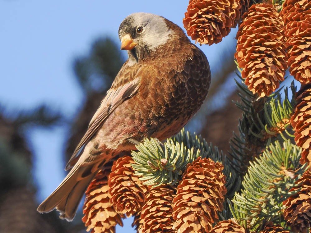 Gray-crowned Rosy-Finch - ML646775658