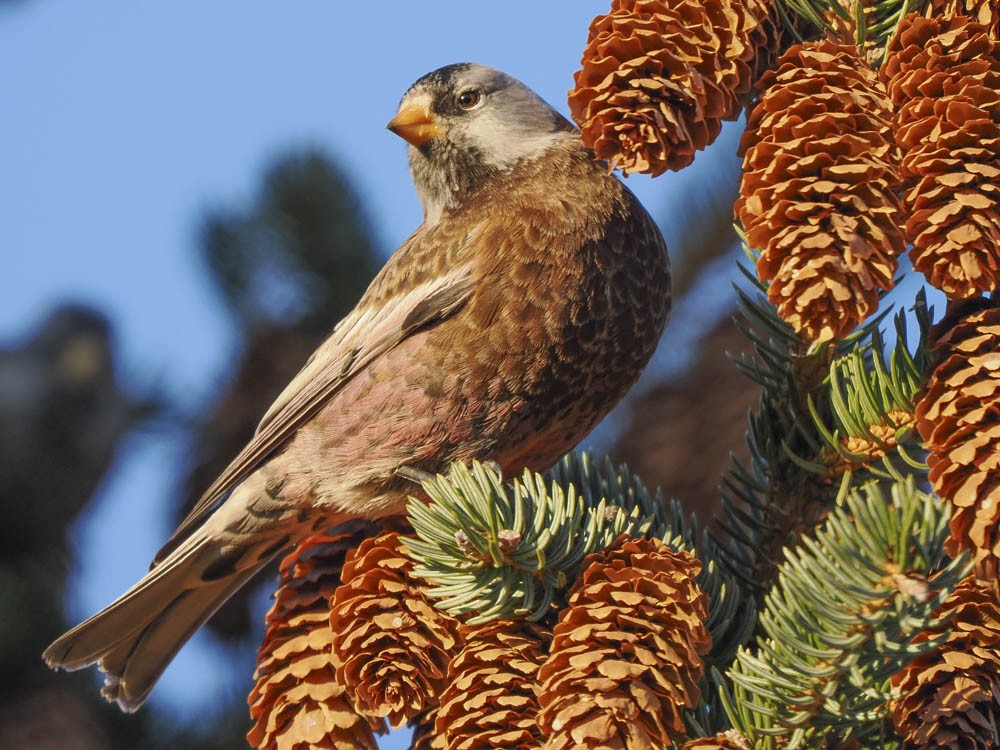 Gray-crowned Rosy-Finch - ML646775659