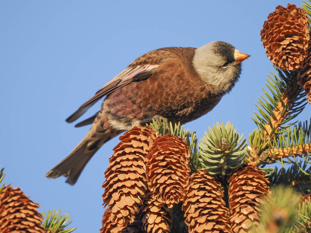 Gray-crowned Rosy-Finch - ML646775660