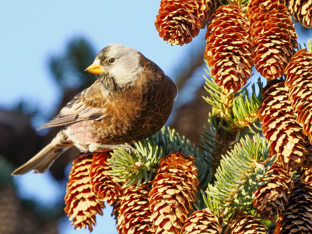 Gray-crowned Rosy-Finch - ML646775661