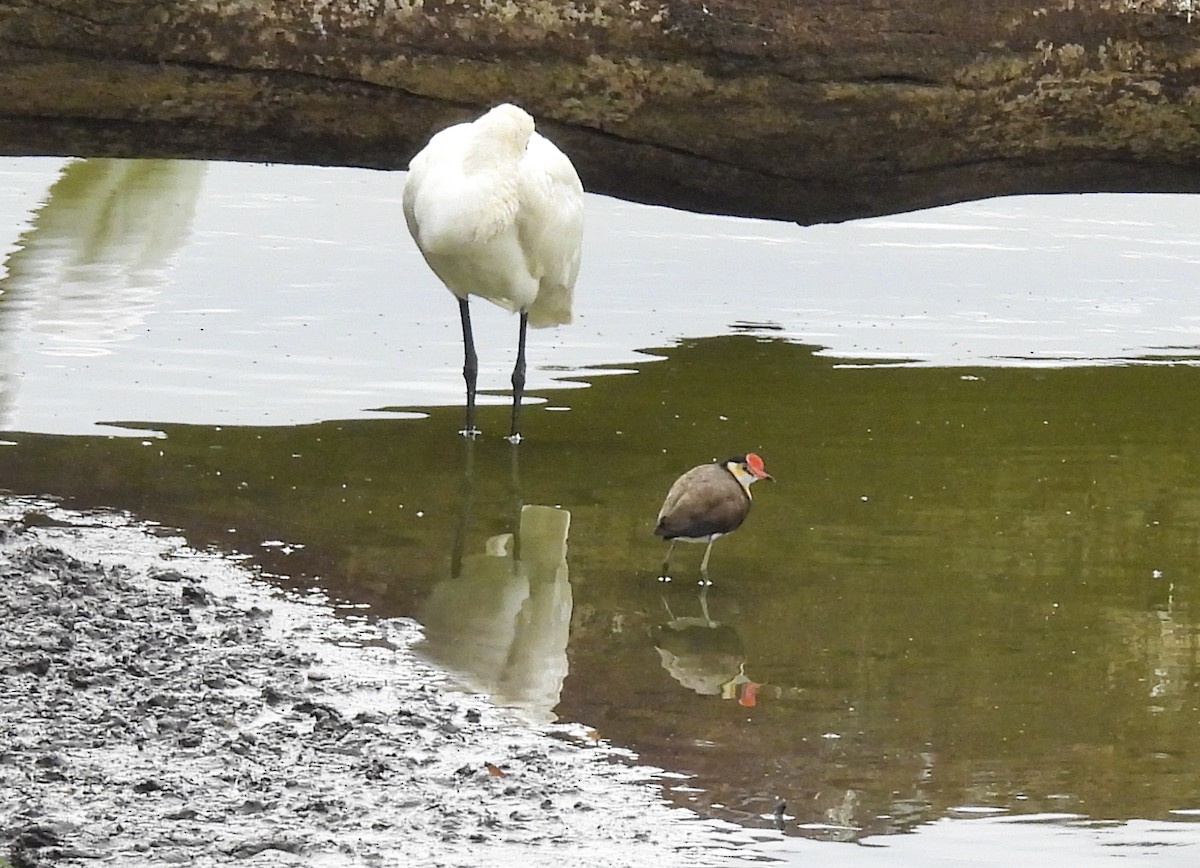 Jacana à crête - ML646775662