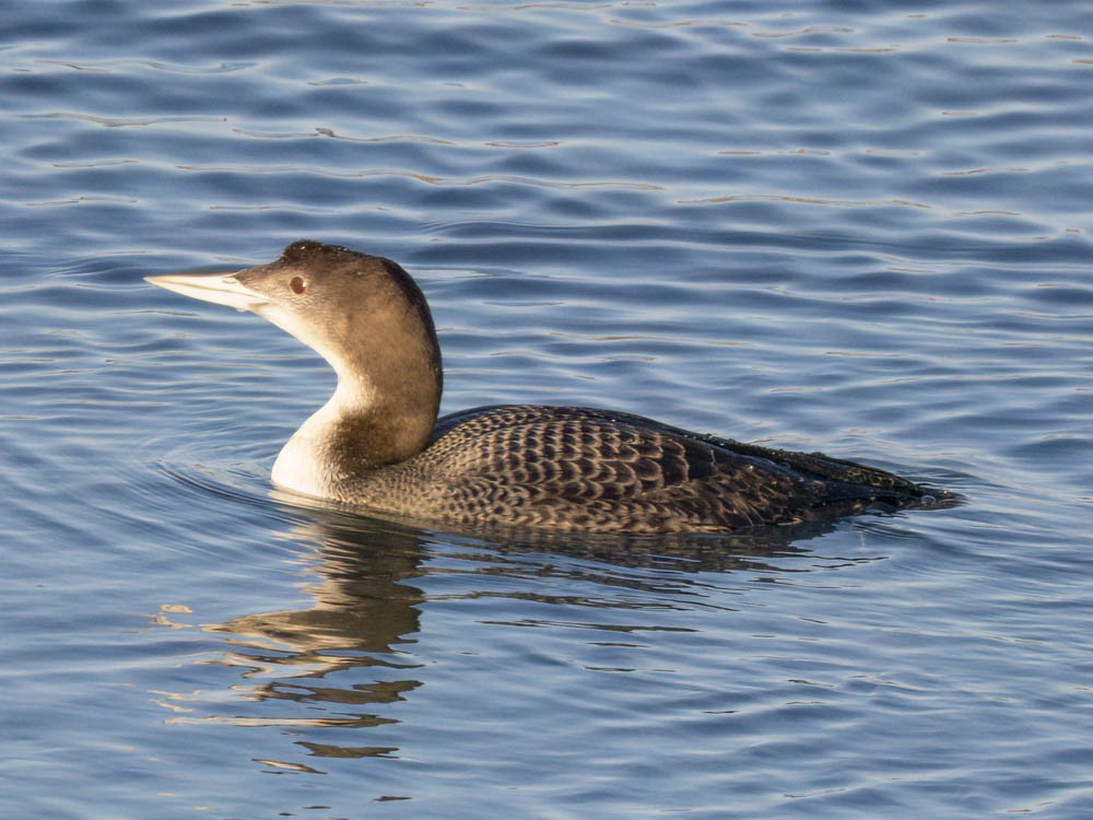 Buz Dalgıcı - ML646775665