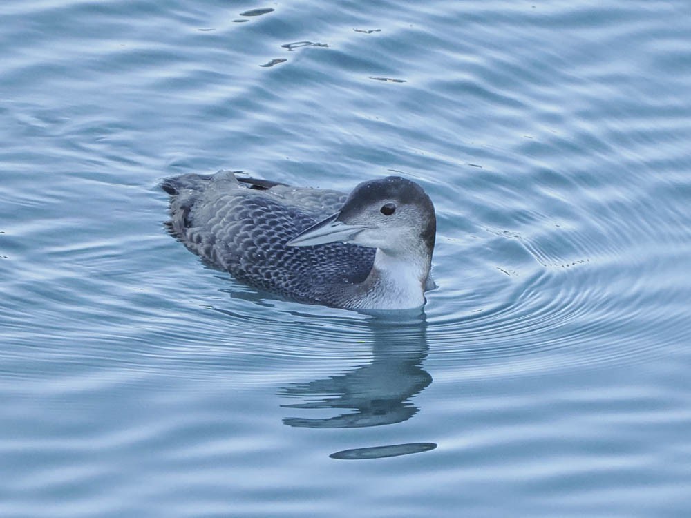 Buz Dalgıcı - ML646775666