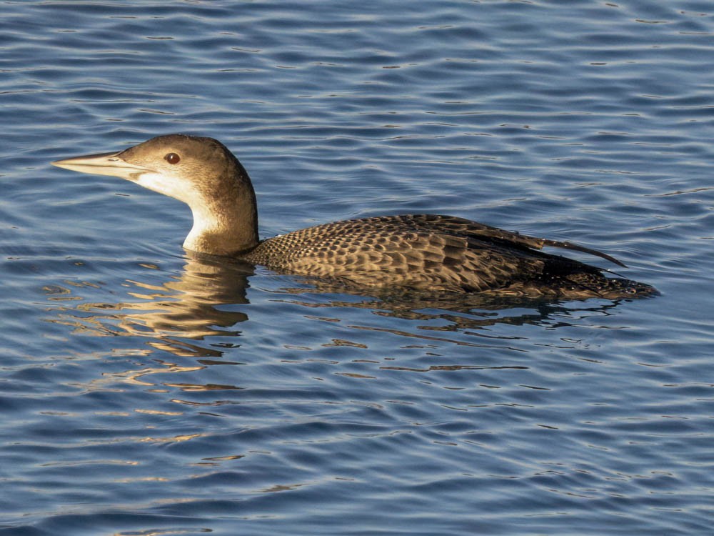 Buz Dalgıcı - ML646775667