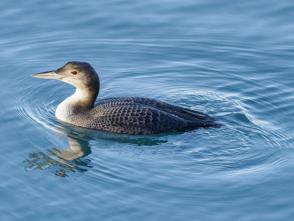 Buz Dalgıcı - ML646775668