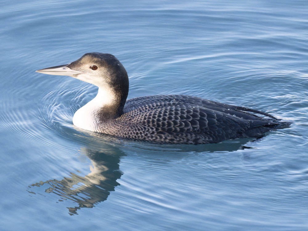 Buz Dalgıcı - ML646775669