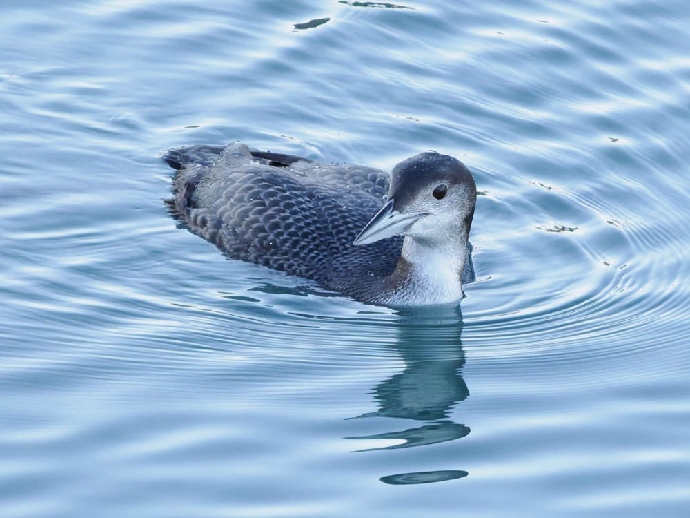 Buz Dalgıcı - ML646775670