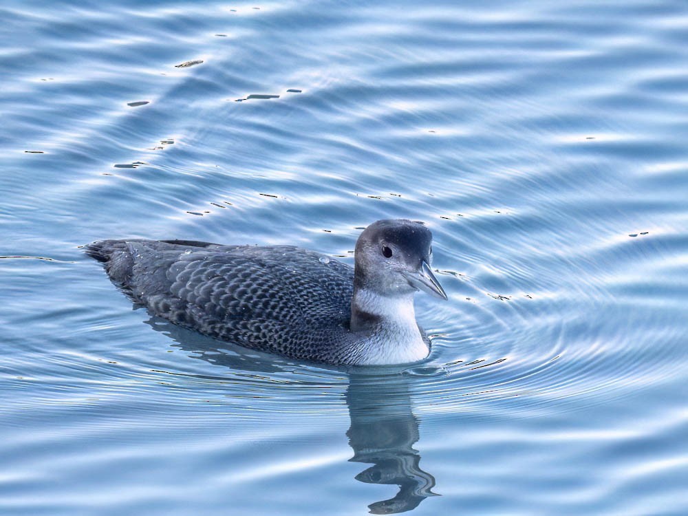 Buz Dalgıcı - ML646775671