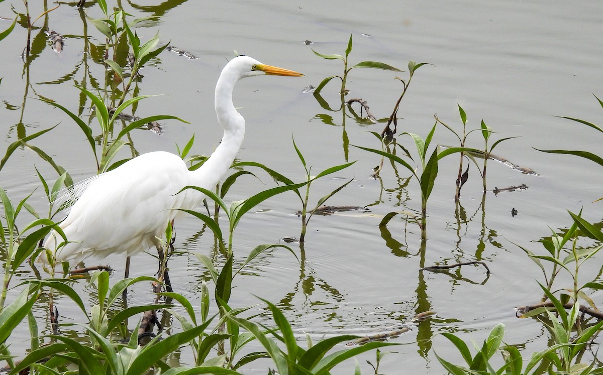 Grande Aigrette - ML646775680