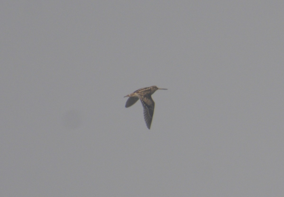 Баранець азійський - ML646775683