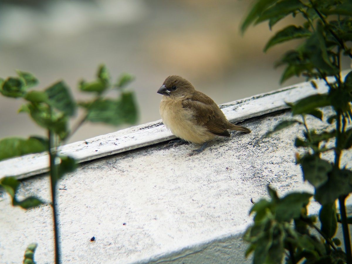 Scaly-breasted Munia - ML646775684
