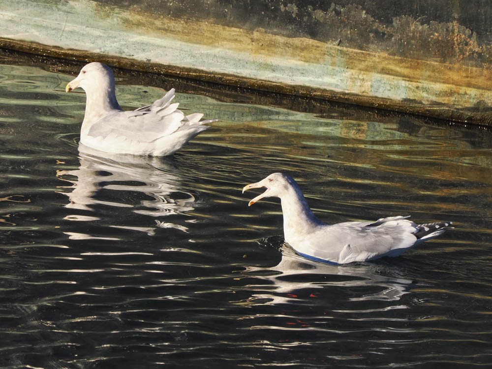 Glaucous-winged Gull - ML646775686