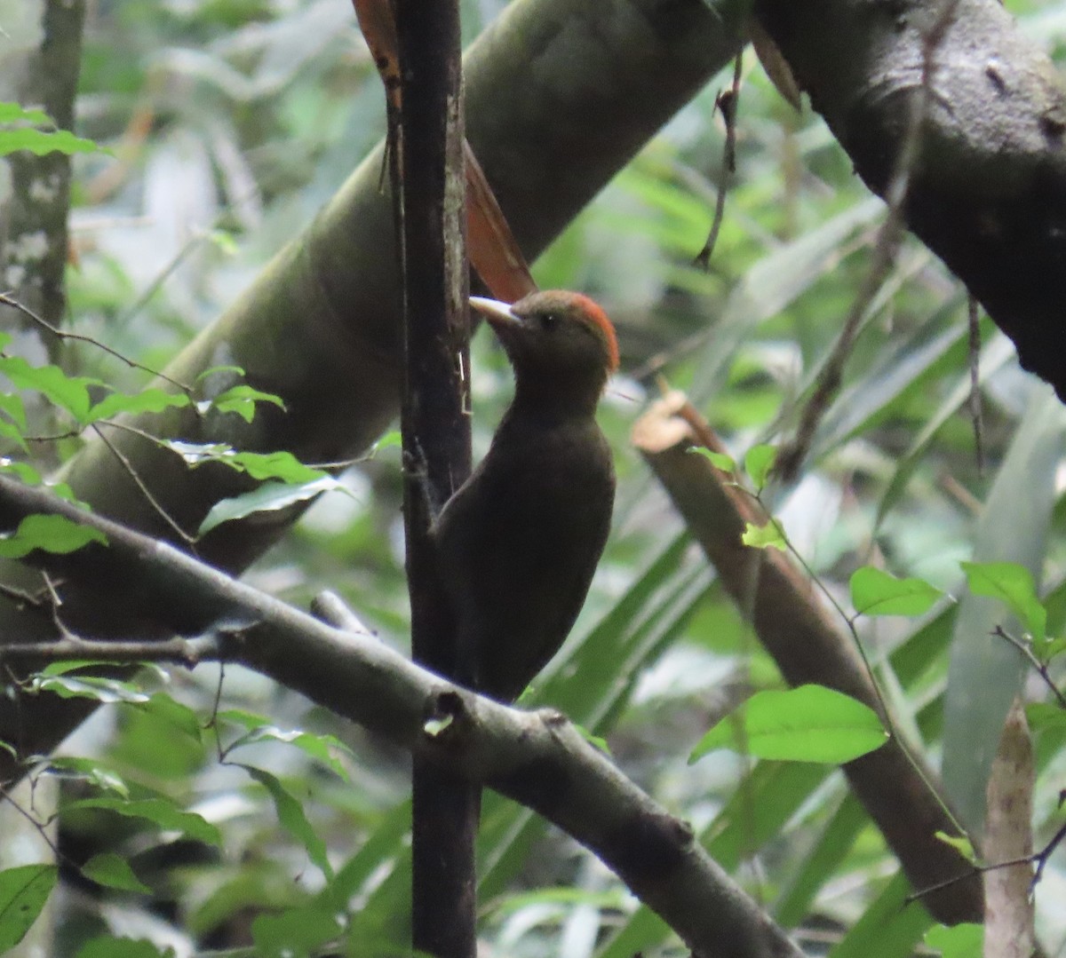 Дзекіль червоноголовий - ML646775700