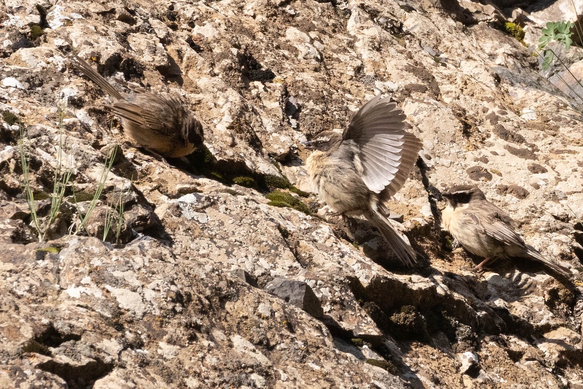 Brown Accentor - ML646775703