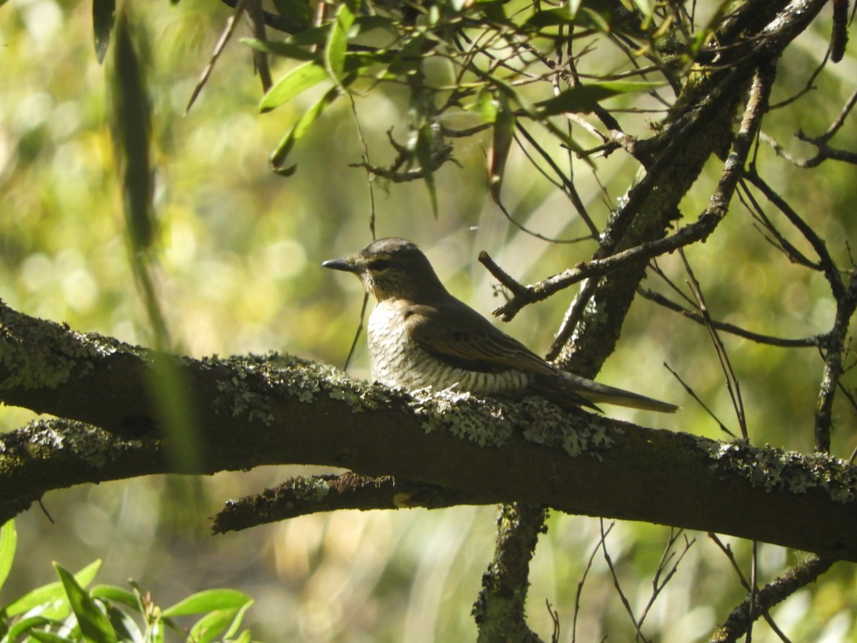 Sahul Cicadabird - ML646775704