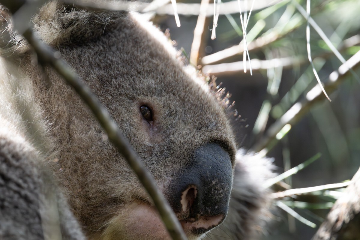 Animals - ML646775705