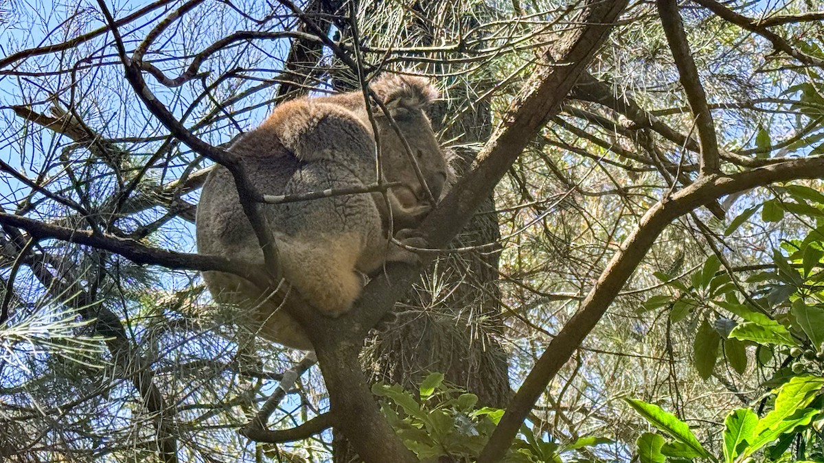 Animals - ML646775706