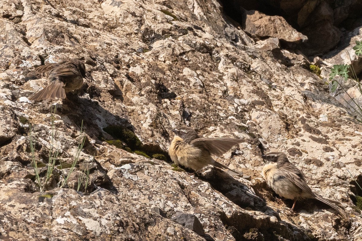 Brown Accentor - ML646775707