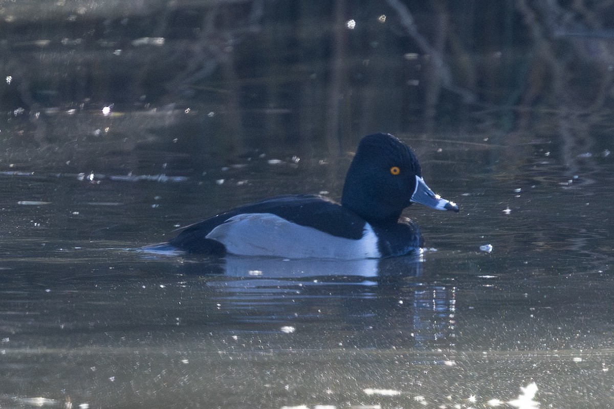 Ring-necked Duck - ML646775708
