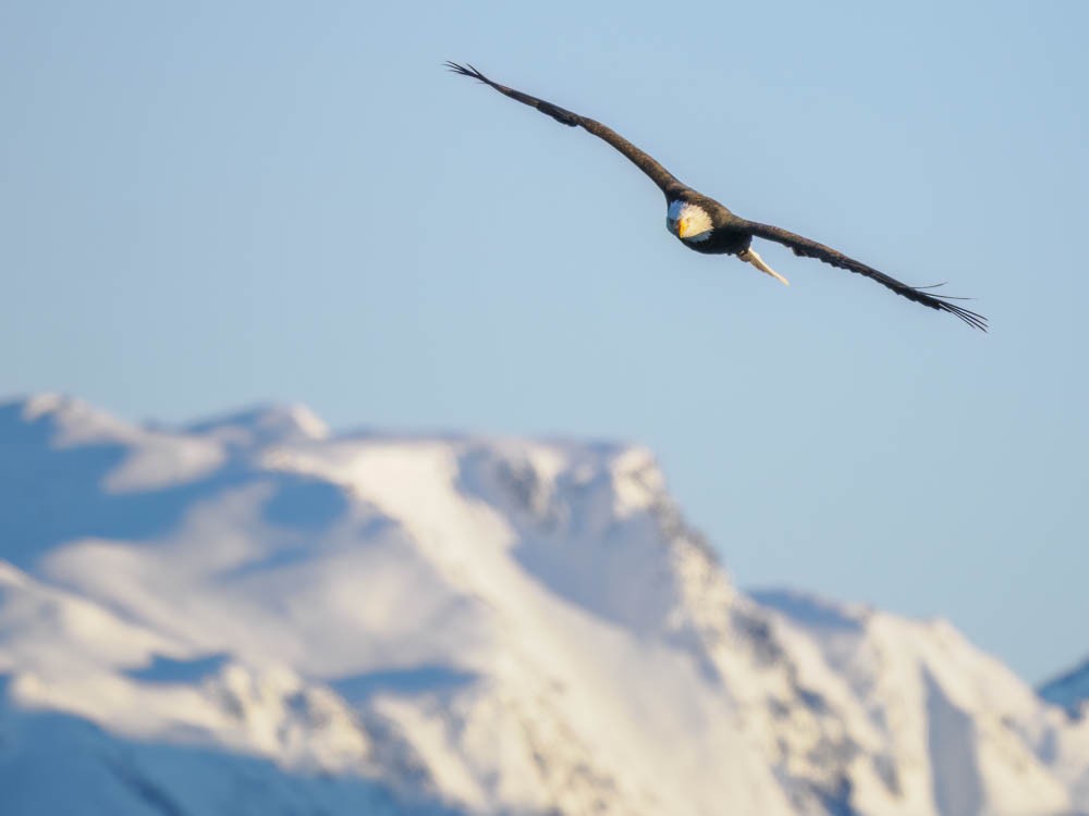 Bald Eagle - ML646775710