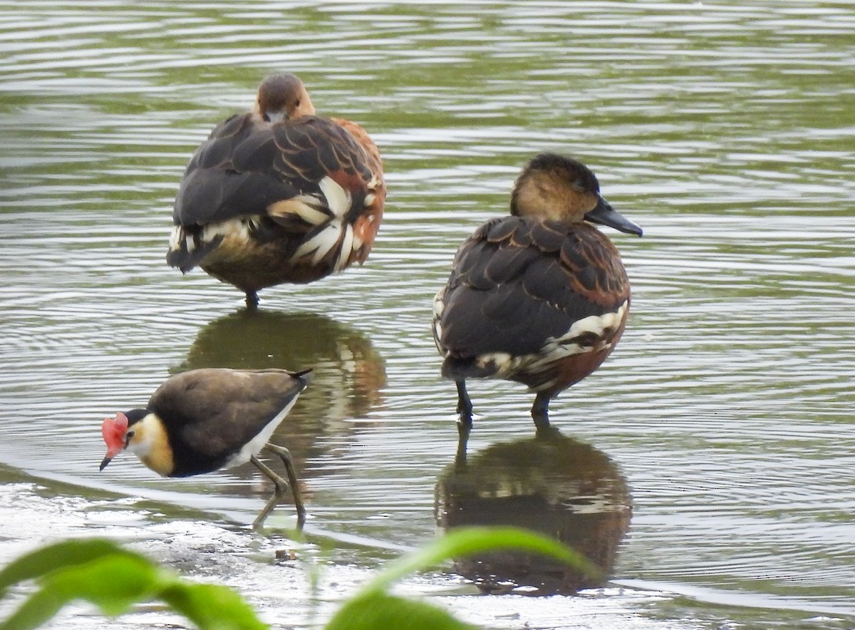 Wandering Whistling-Duck - ML646775711