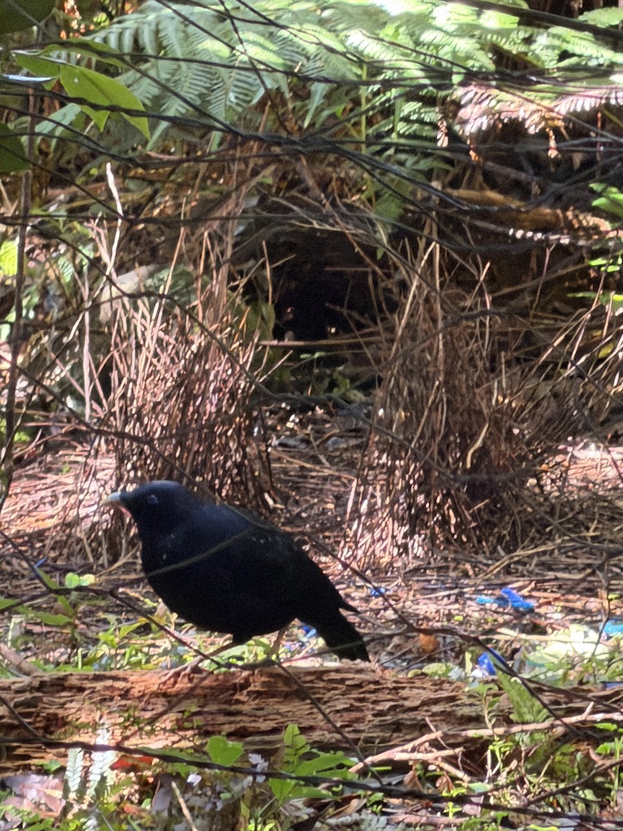 Satin Bowerbird - ML646775715