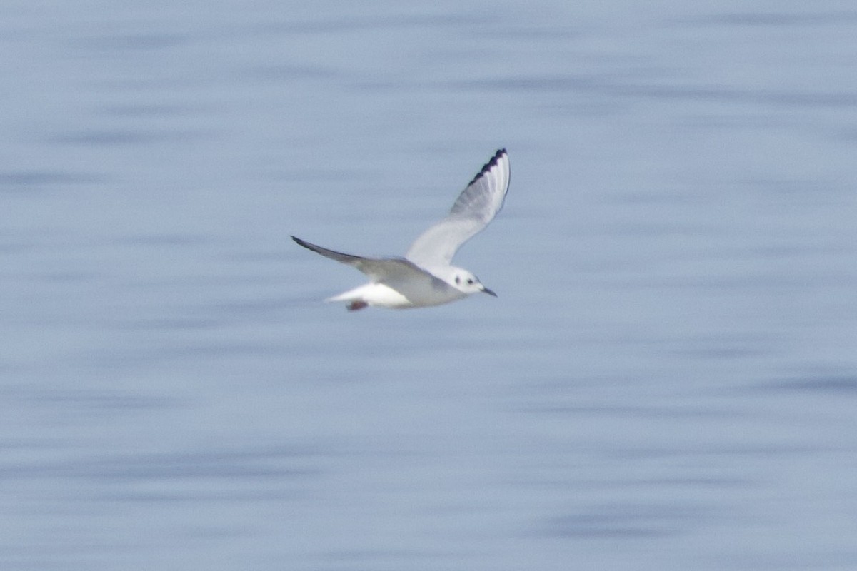 Bonaparte's Gull - ML646775717