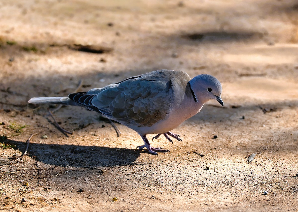 Eurasian Collared-Dove - ML646775719