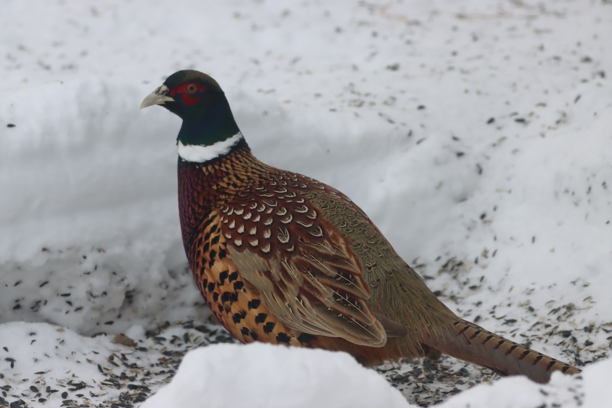 Ring-necked Pheasant - ML646775720