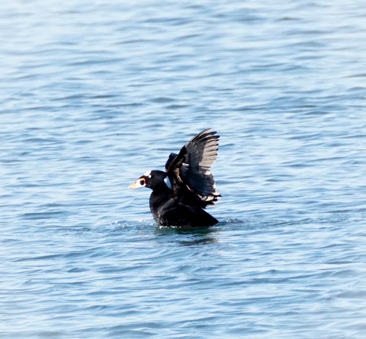 Surf Scoter - ML646775721