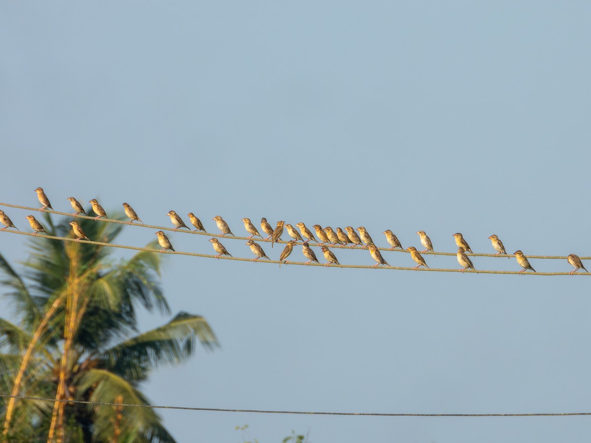 Baya Weaver - ML646775722