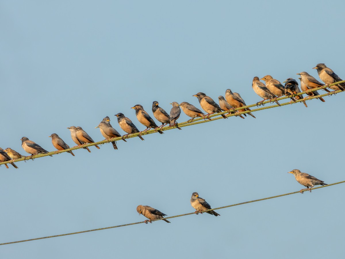 Rosy Starling - ML646775723