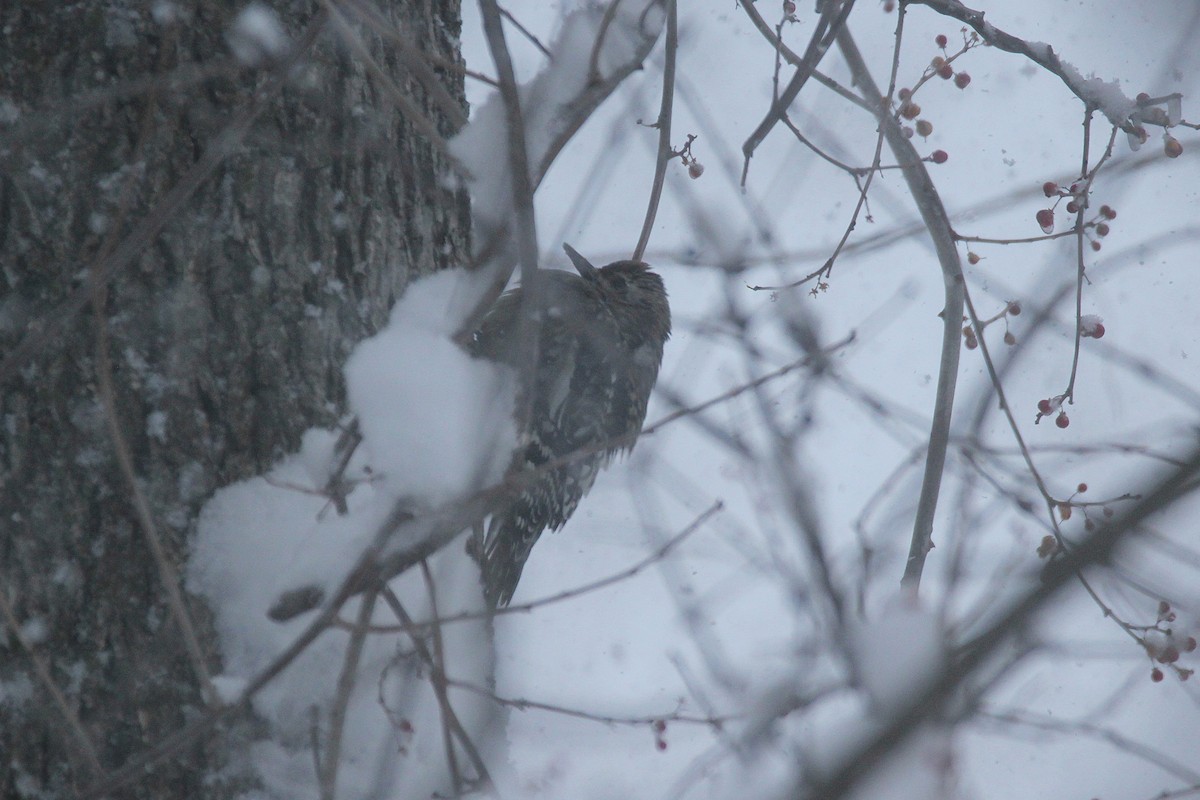Yellow-bellied Sapsucker - ML646775724